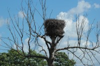 Jedno z nielicznych gniazd na drzewie, Jałowo