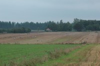 Żerowisko żurawi na polach w okolicy Chilmon