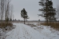 Droga w Ostrowiu Biebrzańskim